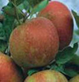 sadnice jabuke kožara