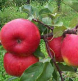 sadnice jabuke šumatovka