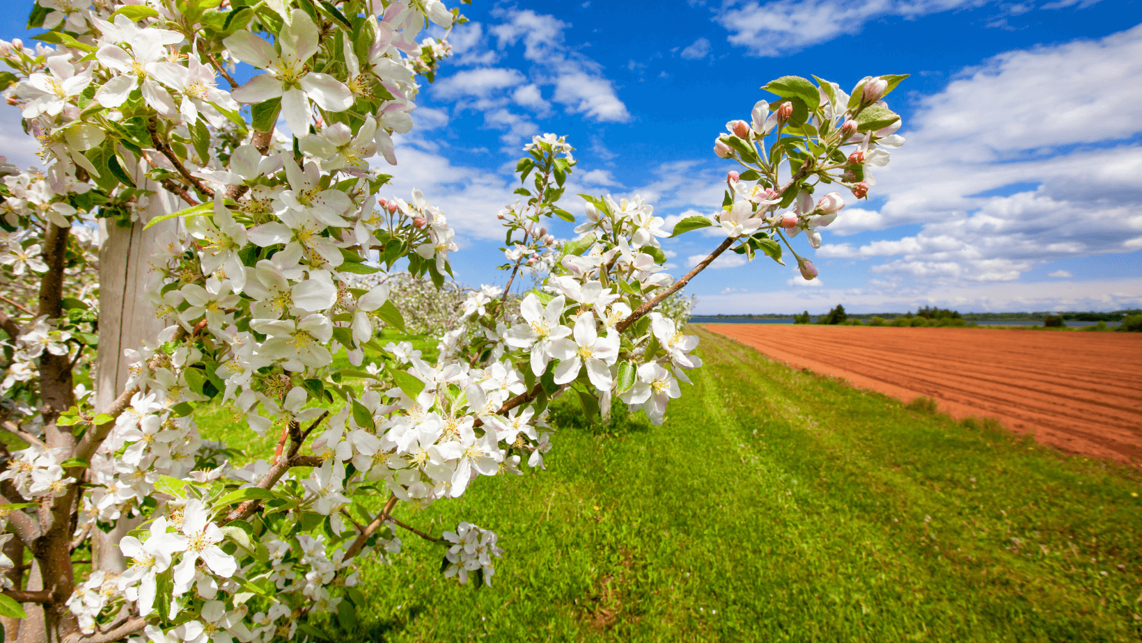 Proleće u voćnjaku: Održavanje i sadnja