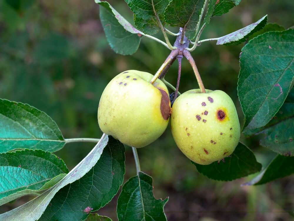 Kako pomoći voćkama posle nevremena