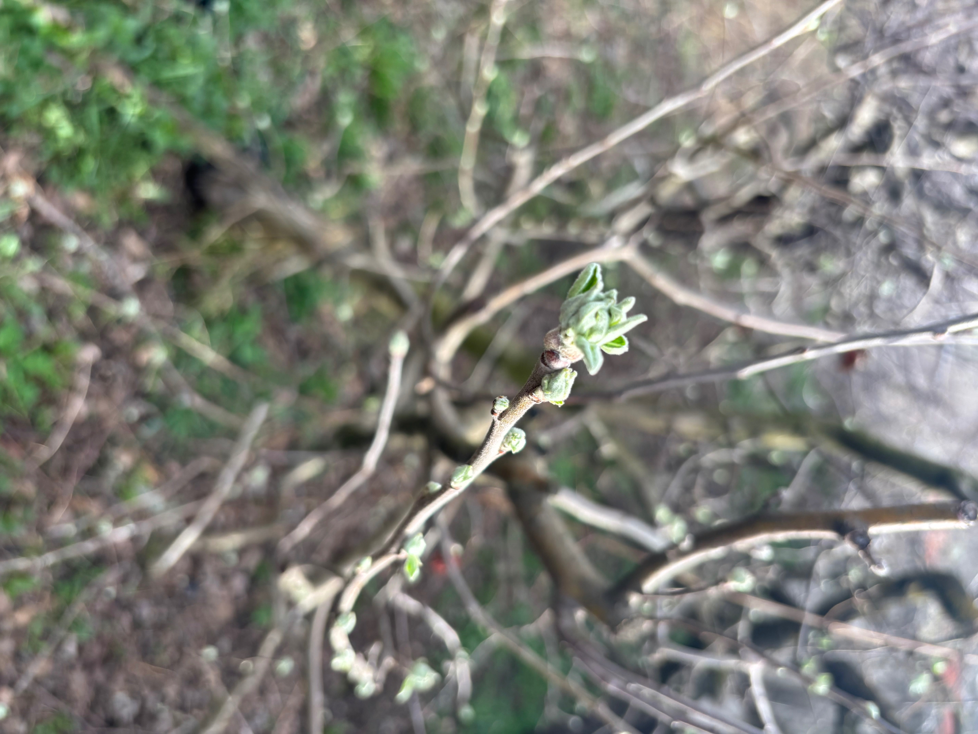 Radovi u voćnjaku u aprilu