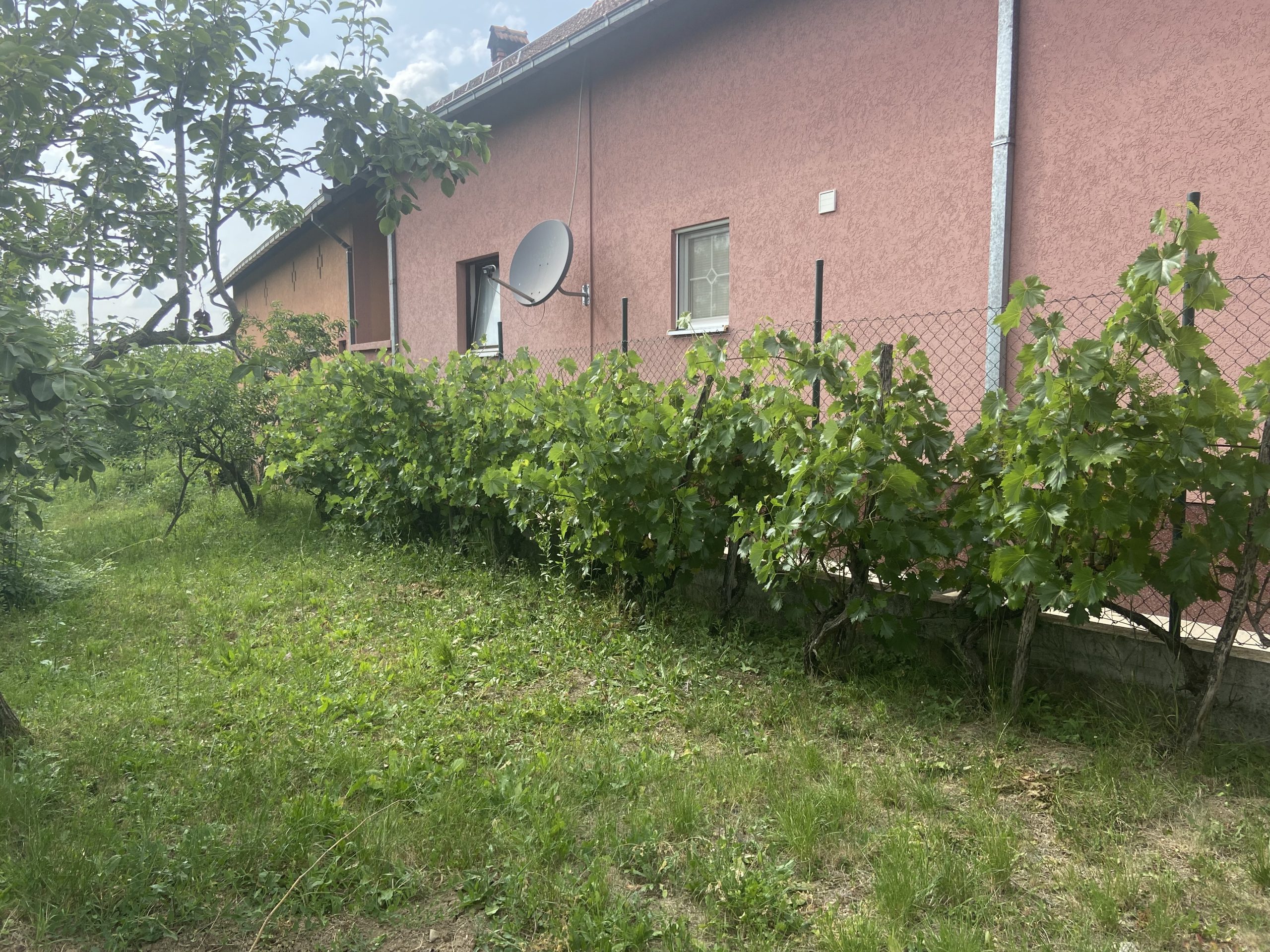 Saveti za letnju negu loznih kalemova