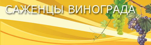 галерея черенков винограда