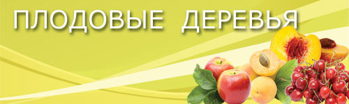 галерея саженцев фруктов