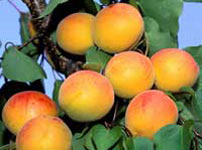 Саженцы абрикоса Венгерская ранка