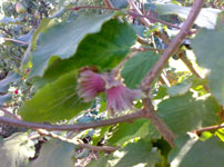 Саженцы лещины Purpurea Maxima