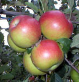 саженцы яблока Прима