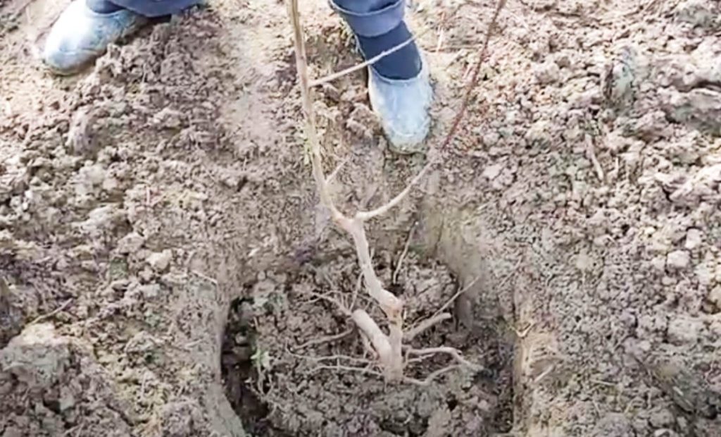 uputstvo-za-sadnju-voca