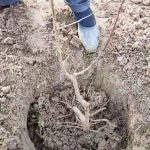 uputstvo-za-sadnju-voca