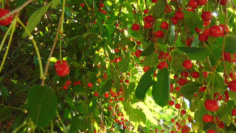 sadnice višnje uzgoj