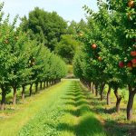 kombinovanje sadnica