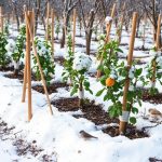 mlade sadnice i sneg