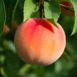 sadnica breskve Marija de Lucia