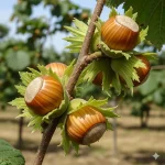 kalemljeni lešnik Nocioni