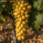 lozni kalem Afus Ali