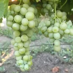 lozni kalem Muskat Italija