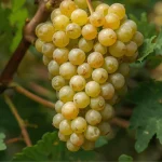 lozni kalem Pino šardone