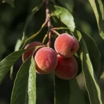 sadnica crvena mini breskva