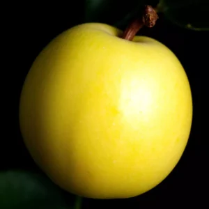 voćna sadnica dunje Hemus