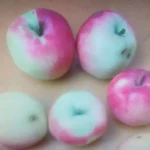 voćna sadnica jabuke Petrovka