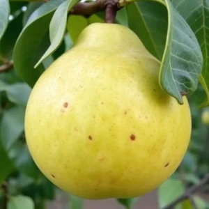 voćna sadnica kruške Beurre Hardi