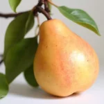 sadnica kruška Kongreskinja