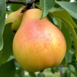 voćna sadnica kruške Santa Marija