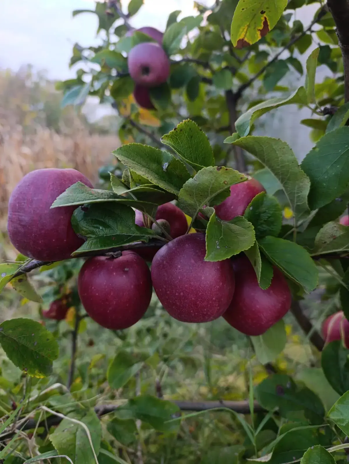 sadnica voća božićna jabuka