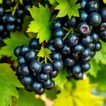 lozni kalem crni burgundac