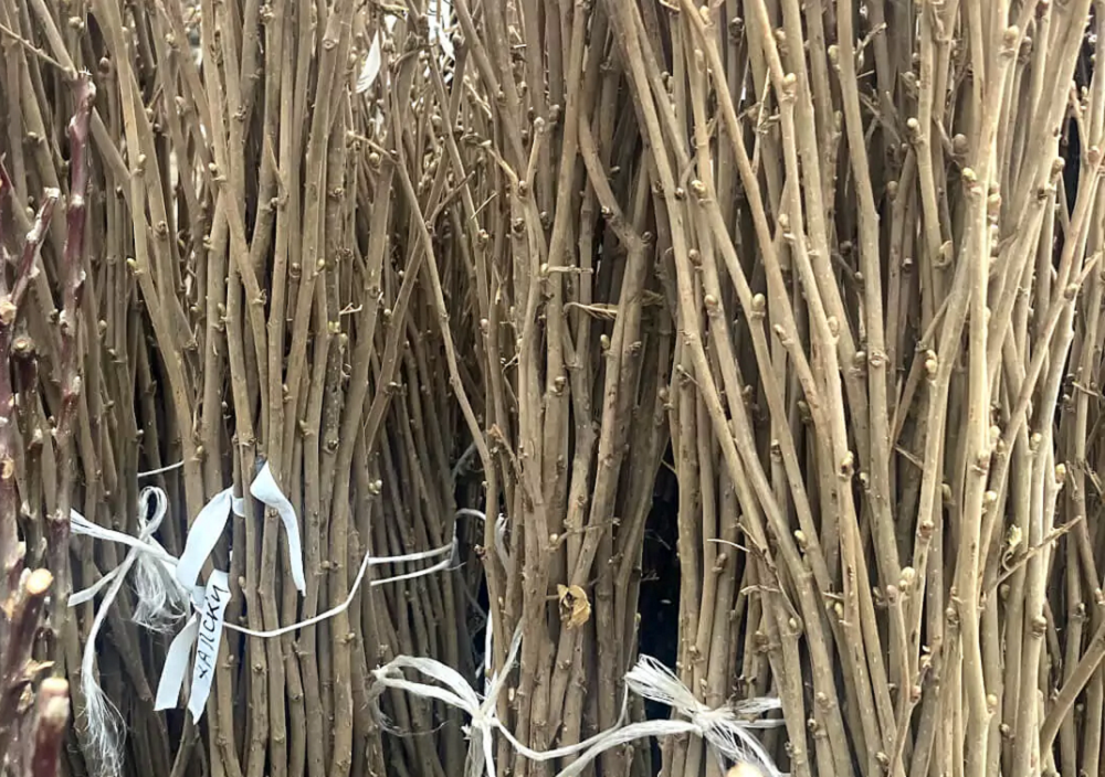 sadnice - rasadnik Mutavdžić