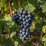 stone sorte vinova loza Moldava