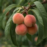 ukrasna sadnica mini breskva