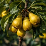 ukrasna sadnica mini kruške