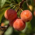 ukrasna sadnica mini nektarina