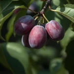 ukrasna sadnica mini šljiva