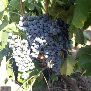 vinova loza Prokupac