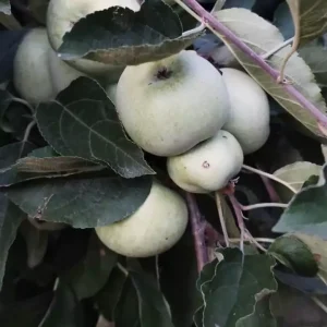 voćna sadnica jabuka Budimka