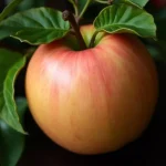 voćna sadnica jabuka Gala