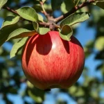 voćna sadnica jabuka Kolačara