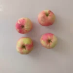 voćna sadnica jabuke Duga