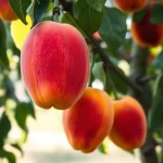 voćna sadnica kajsije Roksana