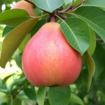 voćna sadnica kruška Bostanka