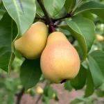 voćna sadnica kruške Duardova