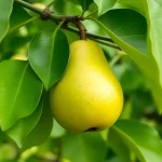 voćna sadnica kruške Kaluđerka