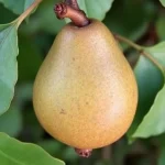 voćna sadnica kruška Karamanka