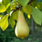 voćna sadnica kruške Konferans