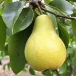 voćna sadnica kruške Pakams trijumf