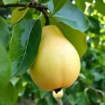 voćna sadnica kruške Vodenjača