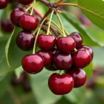 voćna sadnica trešnje Kompakt Stela