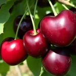 voćna sadnica trešnje Kordia